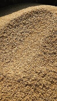 Prodám ječmen