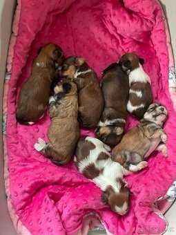 Havanský psík s PP