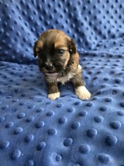 Havanský psík s PP