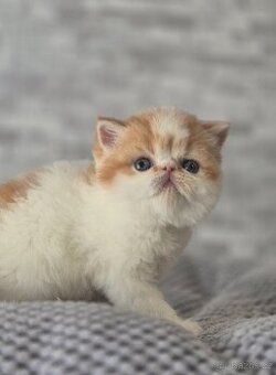 Perská  a exotická koťátka s Pp