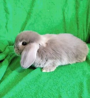 Minilop samičky - 1