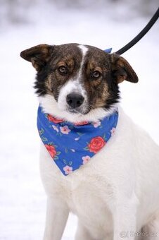 Dolly hledá domov - 1