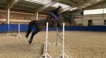 Charakterní hřebec