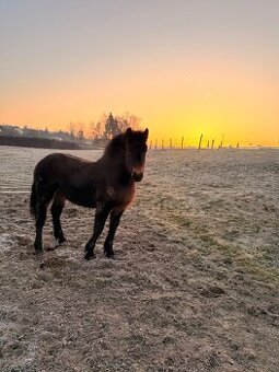 Chladnokrevný hřebeček