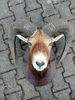 Hlava muflona trofej