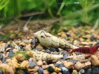 Užitečný akvarijní šneček - Piskořka věžovitá