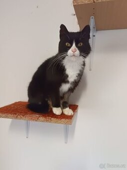 Černobílá 1,5-2roční klidná Barunka hledá domov.