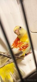 Papoušek zpěvavý - 1