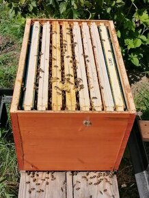 Prodám včelí oddělek, , včely.