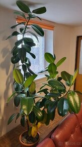 Ficus Elastica 6 let. Výška 230cm