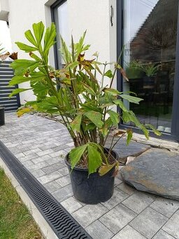 Caryota mitis, Palicha jemná