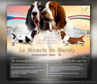 BASSET HOUND - 1