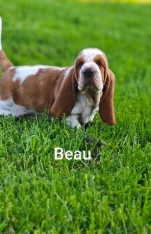 BASSET HOUND