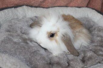 Zakrslí králíčci-beránci