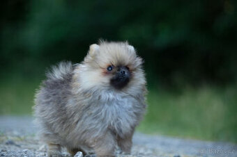 Mini Pomeranian s PP