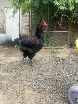 Kohouti Araukana x Marans