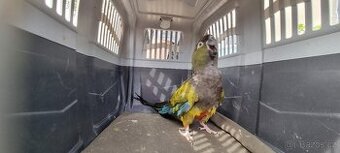 Papoušek patagonský - 1