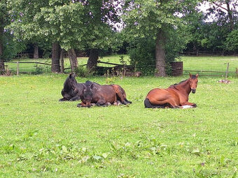 Venkovní ustájení