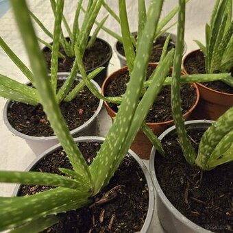 Aloe Vera sadičky
