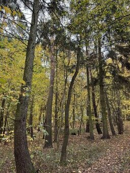 Prodám lesní pozemek v k.ú. Dunávice