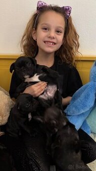 Francouzský buldoček