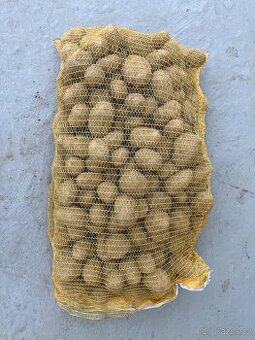 Konzumní brambory na uskladnění.