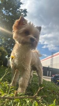 Hledá se psí nevěsta ke krytí