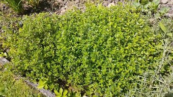 Mateřídouška tymián, velký trs pro podzimní výsadbu