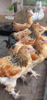 Podej kuřat 15 týdnů - BRAHMANKA ŽLUTÁ  🐓
