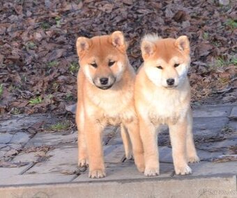 Shiba inu s PP - 1