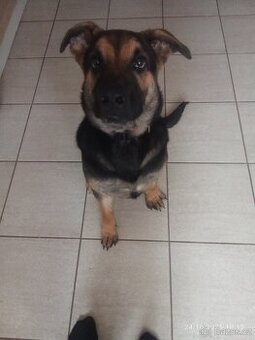 Kříženec Německého ovčáka