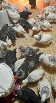 Kuřata, slepičky, kuřice