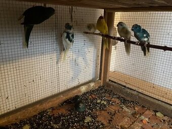 Kakariki červenočelý