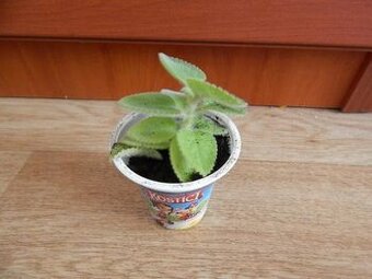 Rýmovník a Kalanchoe madagaskar - naduť