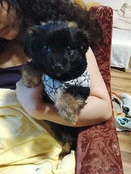 Joksirsky teriér biwer štěňátko