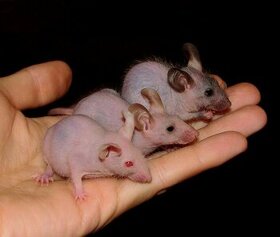 Myš bezsrstá "Hairless" - albino i tmavooké - 1