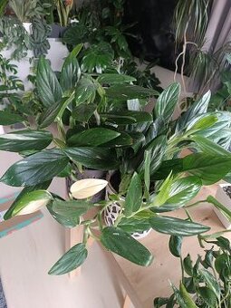 Monstera Cobra variegata