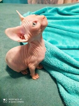 Kanadský sphynx