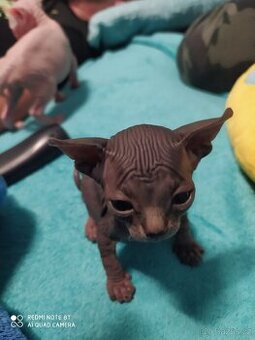 Kanadský sphynx