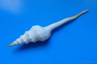 Fusinus forceps salisburyi XL