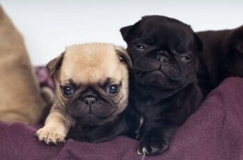Mops