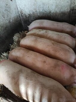 Prodám doma krmene prase 150-200kg