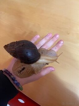 lissachatina immaculata immaculata
