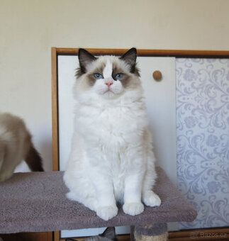 Ragdoll kocourci s průkazem původu - 1