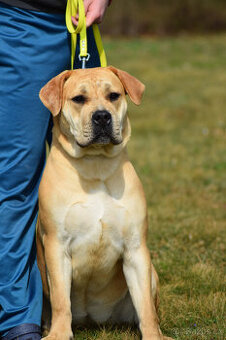 boerboel ballotada - fena 11 měsíců