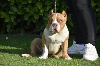 American bully s PP - 1