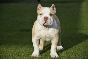 American bully s PP