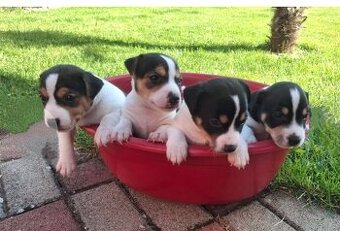 Jack Russell teriér