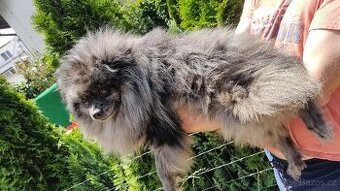 Pomeranian špic
