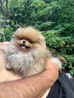 Fenka pomeranian s pp FCI